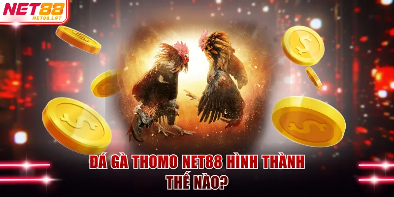 Đá Gà Thomo - Đấu Trường Quy Tụ Chiến Kê Top 1 Tại NET88 2 Đá gà Thomo NET88 hình thành thế nào?